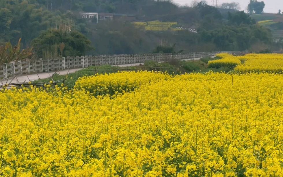 大安区永胜村舒家坝,被北环路和威远河所包围的世外桃源,第一次来,正值油菜花开简直美不胜收#自贡#抖出你的家乡#旅行推荐官哔哩哔哩bilibili