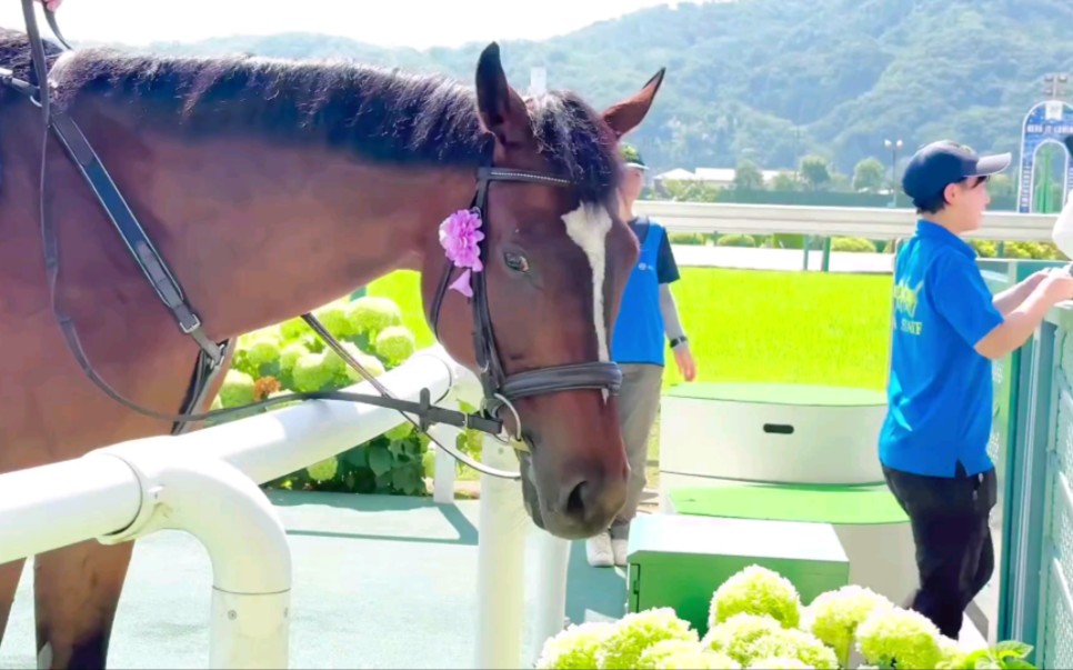 07】戴了小花的诱导马クレッシェンドラヴ(黄金旅程产驹)和トーラスジ