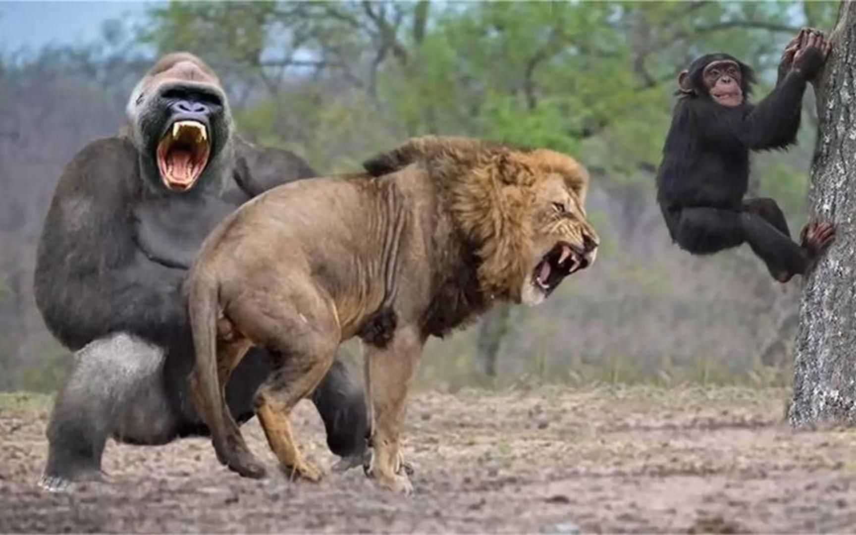 狮子想捕杀狒狒,不料却惨遭狒狒追打,镜头拍下全过程