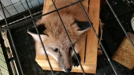 无精打采的傻狐狸