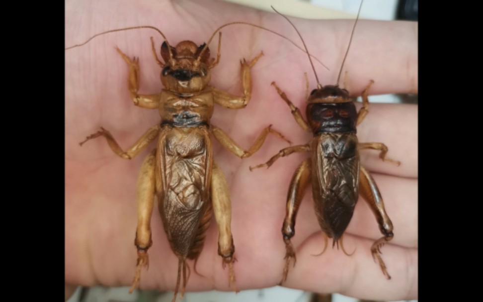 广斧螳捕食性攻击花生大蟋&花生大蟋的踢功展示_哔哩哔哩_bilibili