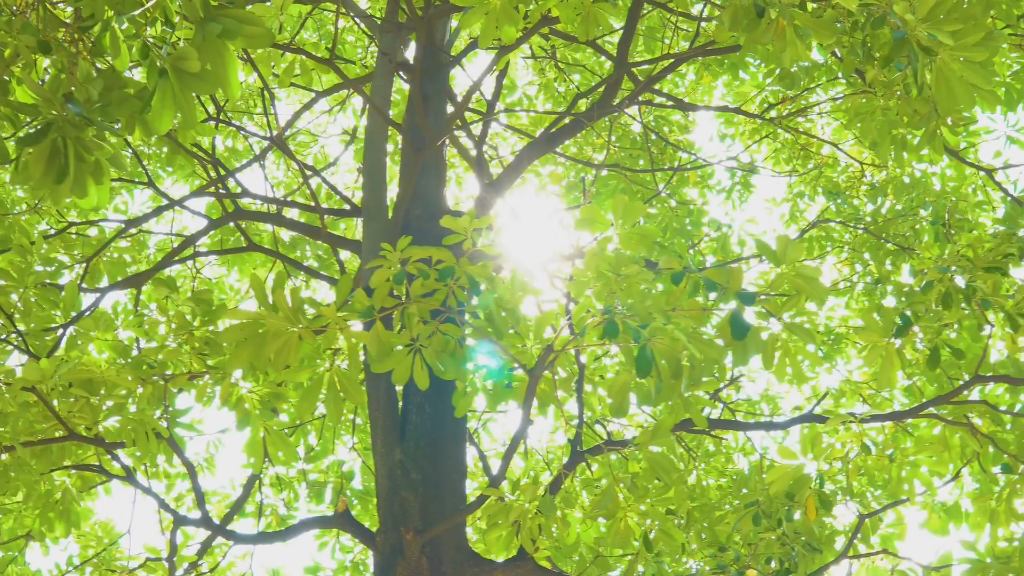 春之生机,木的清新活力