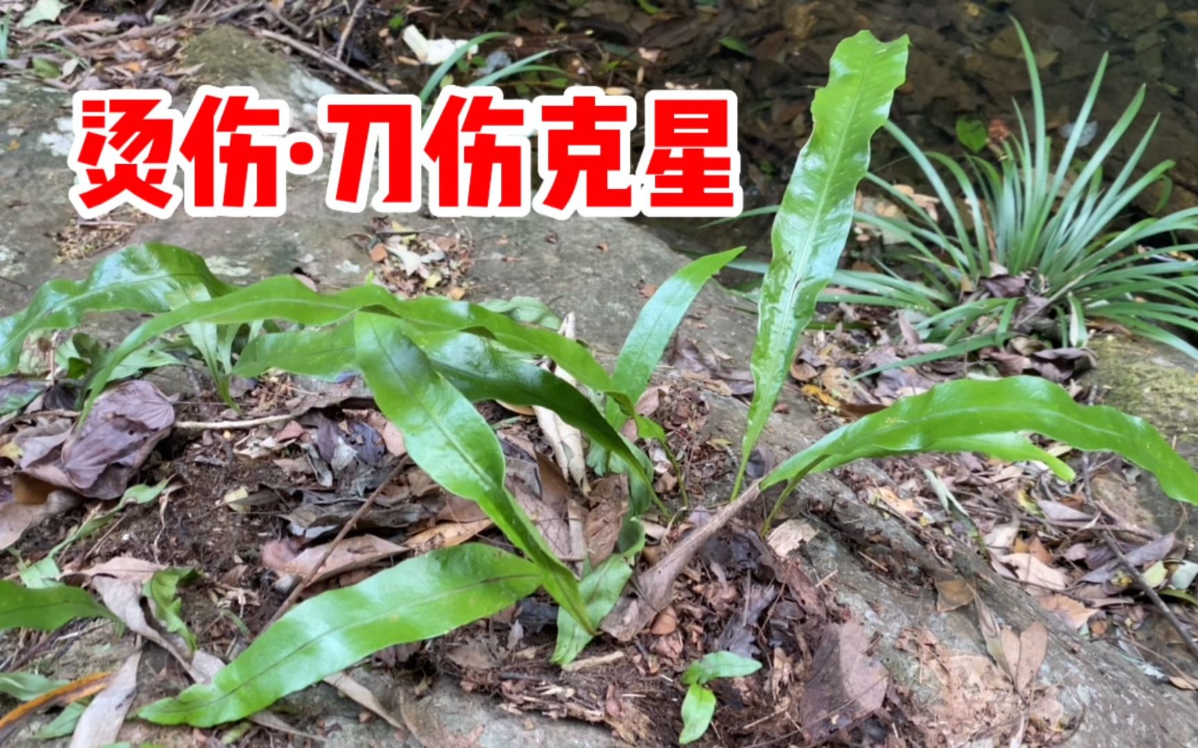 江南星蕨的功效作用(江南星蕨:清热解毒,润肺止咳)