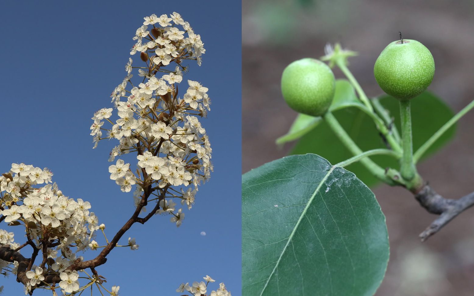 昔日的杏花梨花油菜花桃花,今天它们的果实怎么样了?