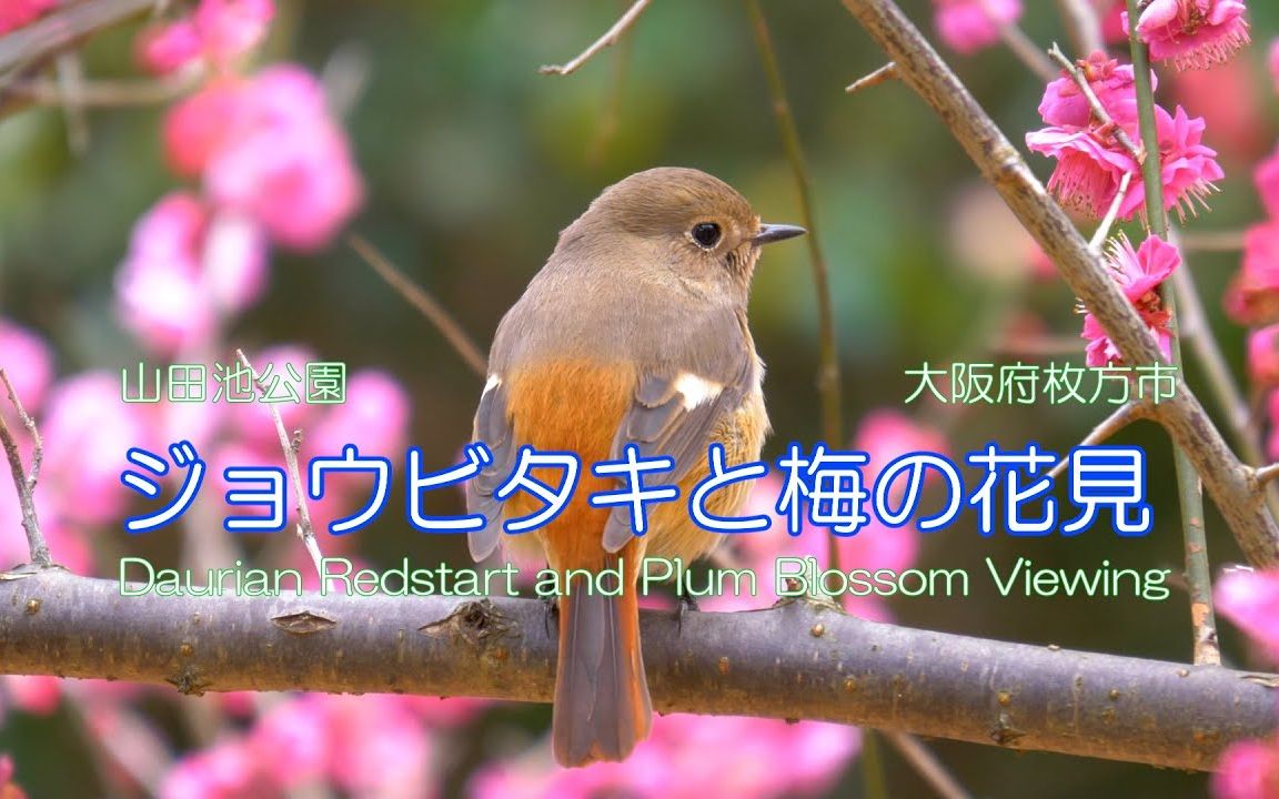 [图]4K 山田池公园 梅花 花见 Daurian Redstart and Plum Blossom Viewing