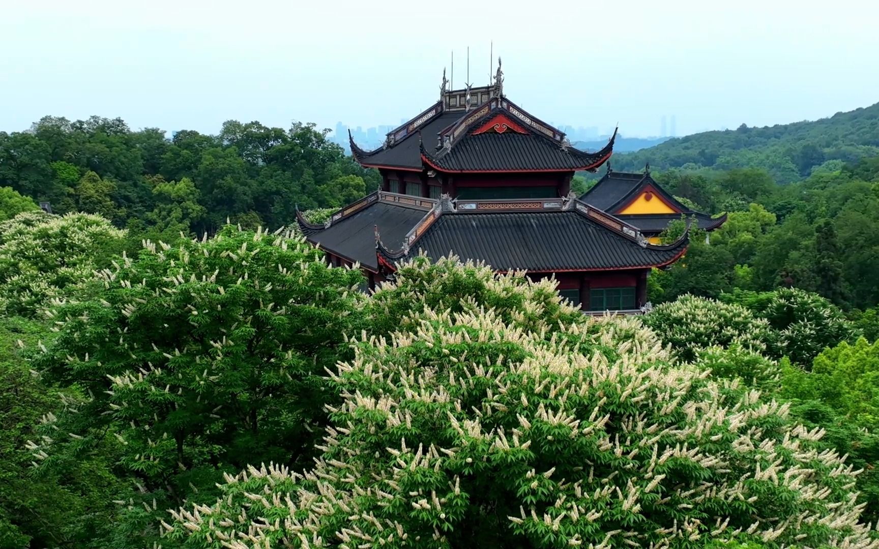 杭州灵隐寺,六百年,七叶树开花(大疆御三)