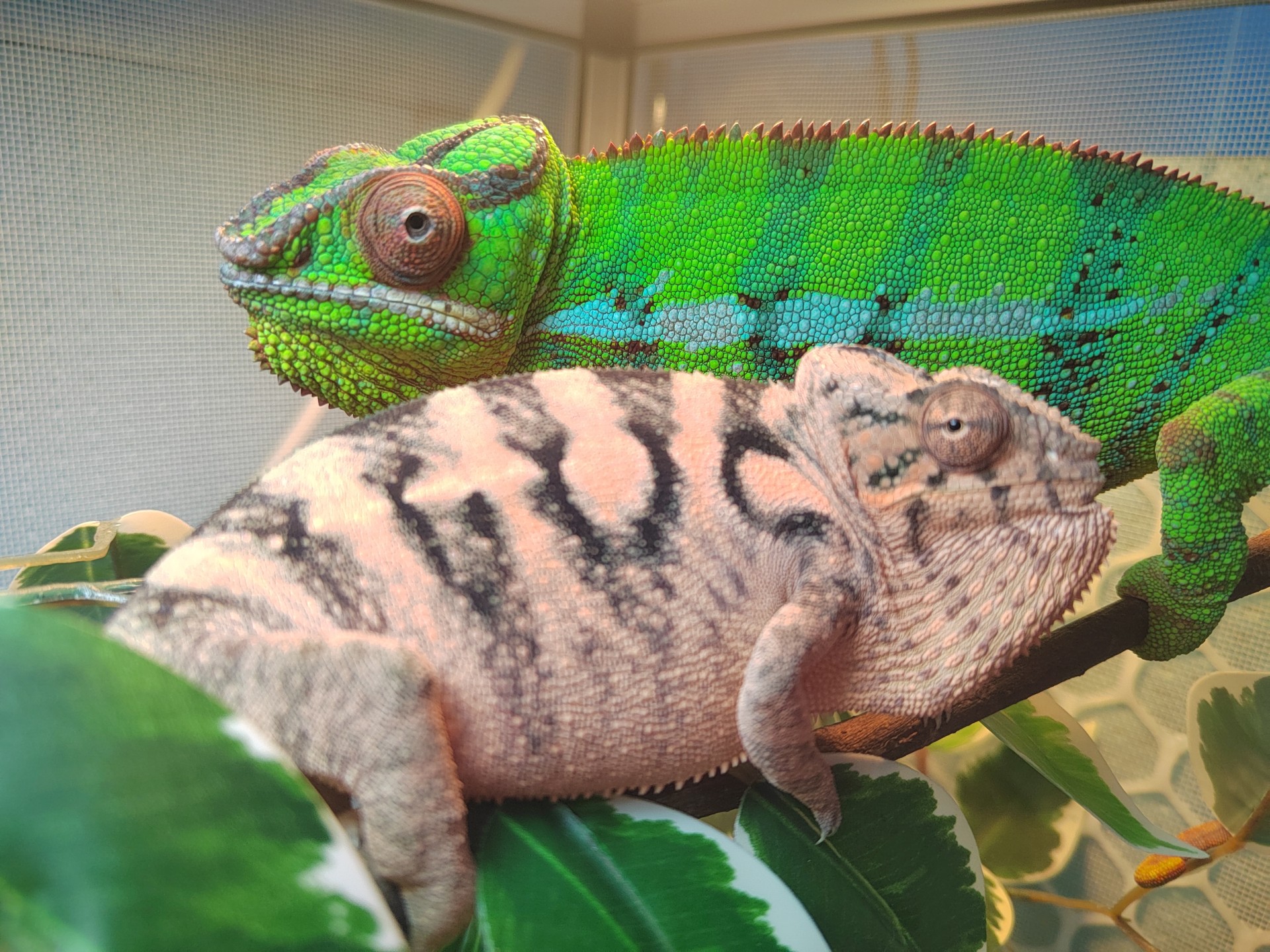 变色龙认真干饭