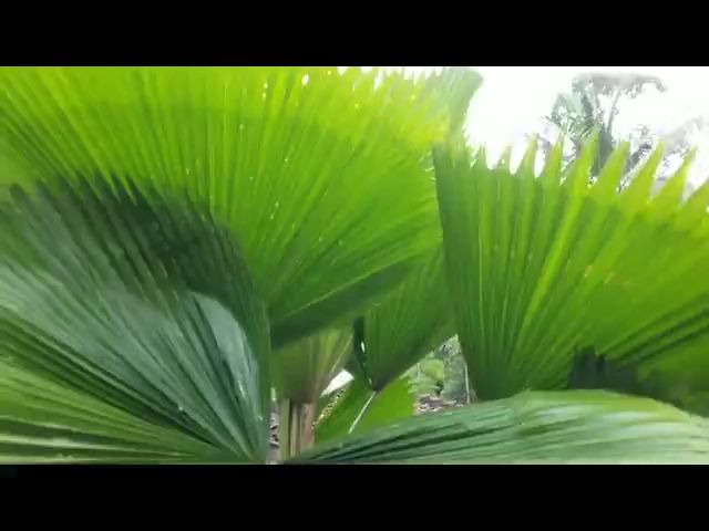 圆叶刺轴榈(Licuala grandis  Potato Chip Palm  Palm Kipas  Rare Palm Tree)哔哩哔哩bilibili