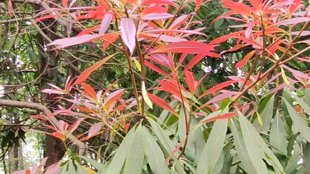 活动  春天的润楠别样红