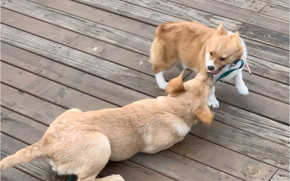 柯基路上偶遇拉布拉多