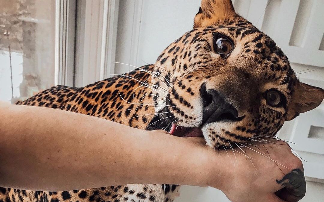 花豹凯撒的坏习惯,让我很无奈_哔哩哔哩_bilibili