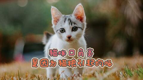 猫咪口角炎是因为猫粮引起的吗 哔哩哔哩 つロ干杯 Bilibili