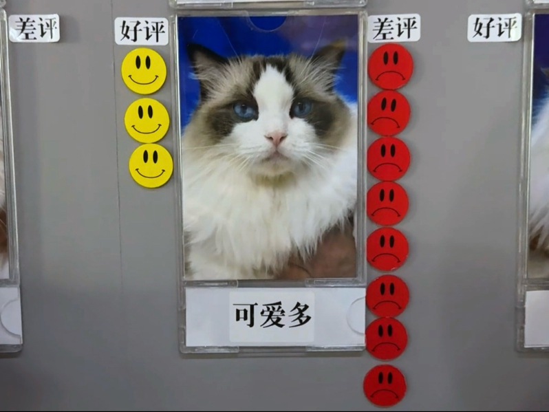 《猫咖刺客》