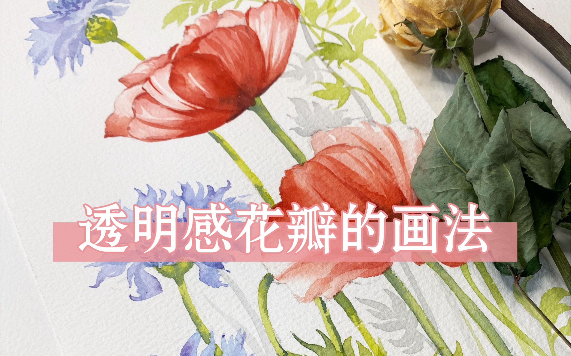 水彩花卉|治愈系透明感花瓣的画法哔哩哔哩bilibili