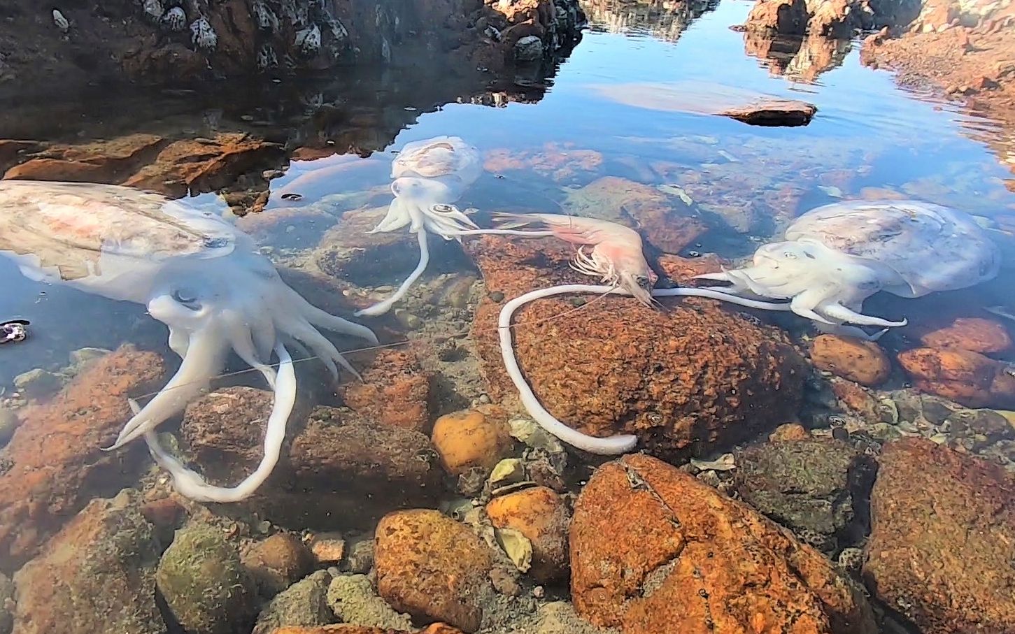 阿波沿着海岸赶海望见海中飘着的大货把海水都染黑一片了
