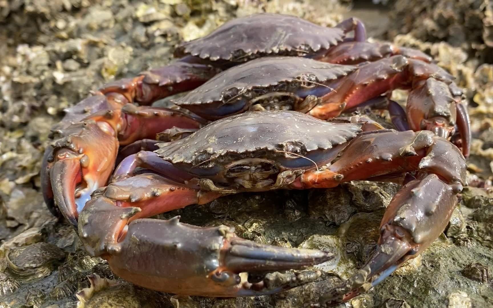 臭子今天去海边又抓了很多的大螃蟹,被一个赤甲红夹的哇哇叫