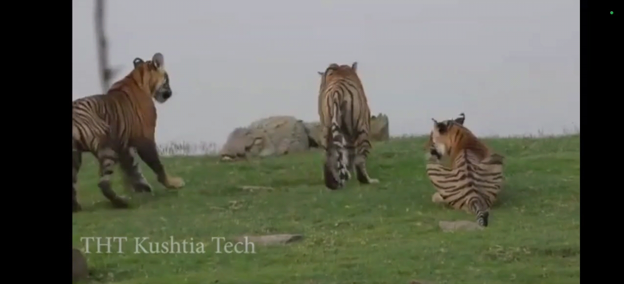 泽鳄和老虎的互动