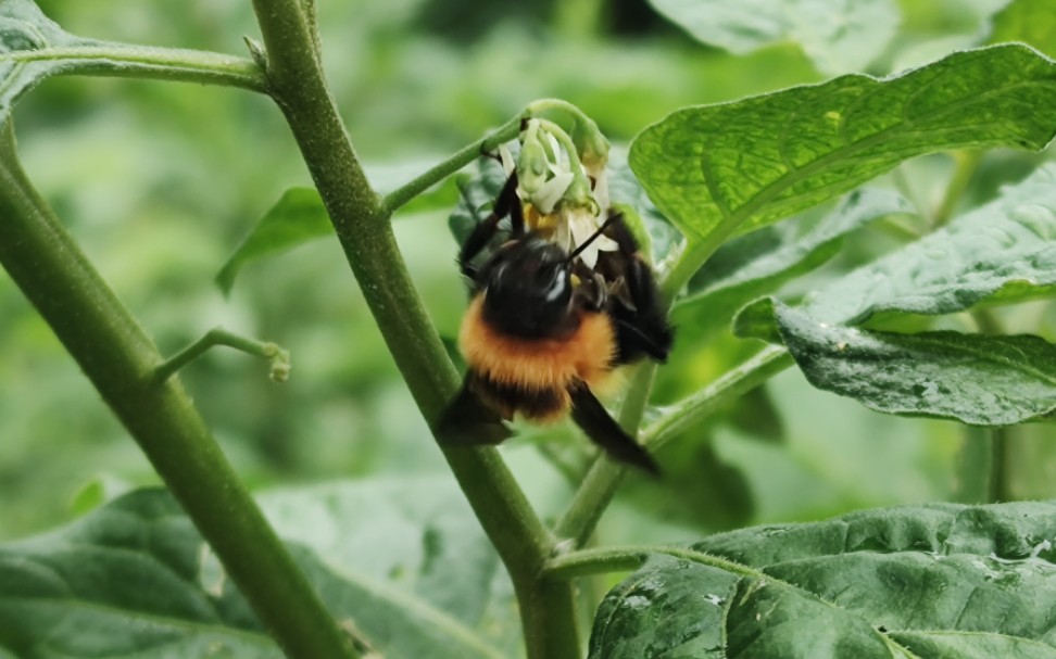 勤劳可爱的小熊蜂