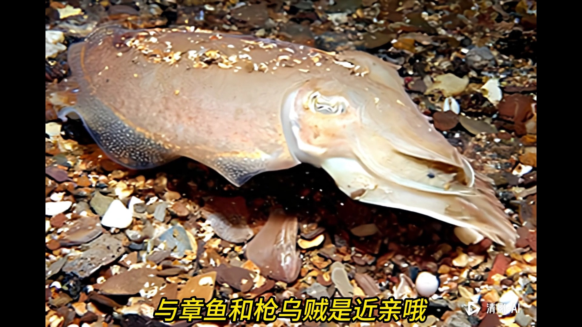 "隐形侠"——乌贼