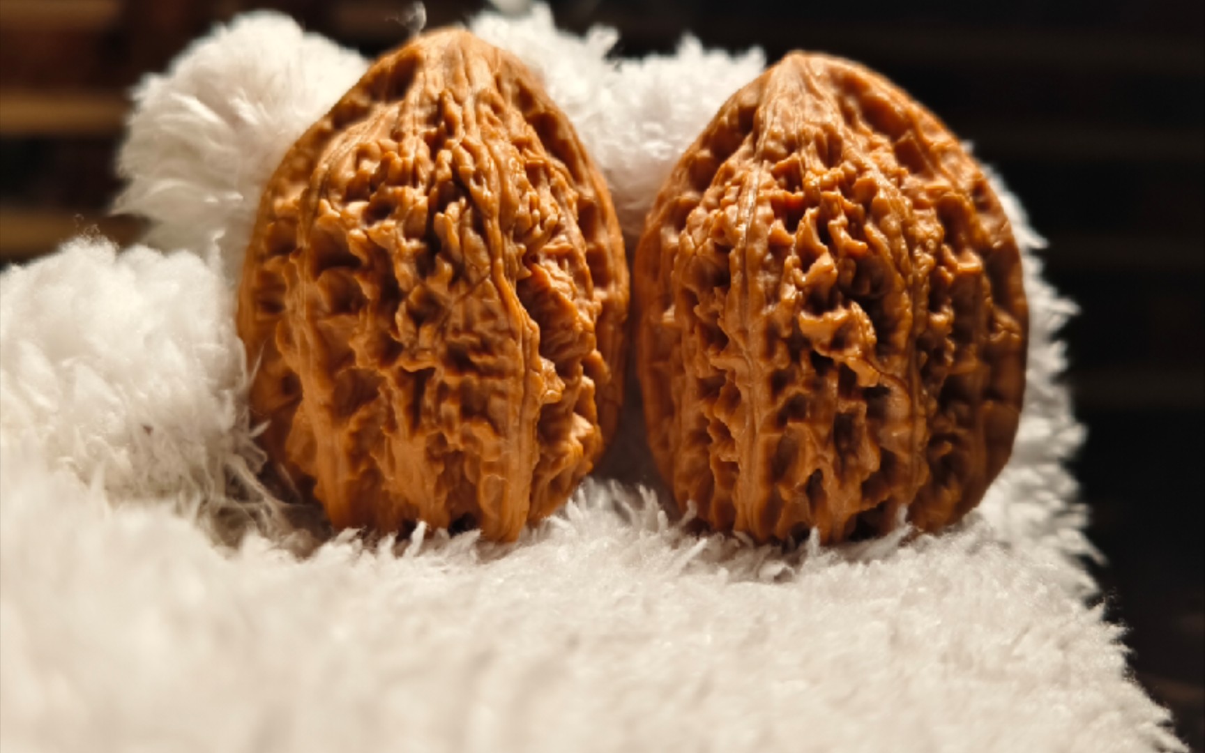 精对九龙筋拍卖