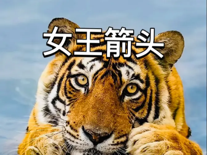 睡吧,孤独的王!晚安,箭头