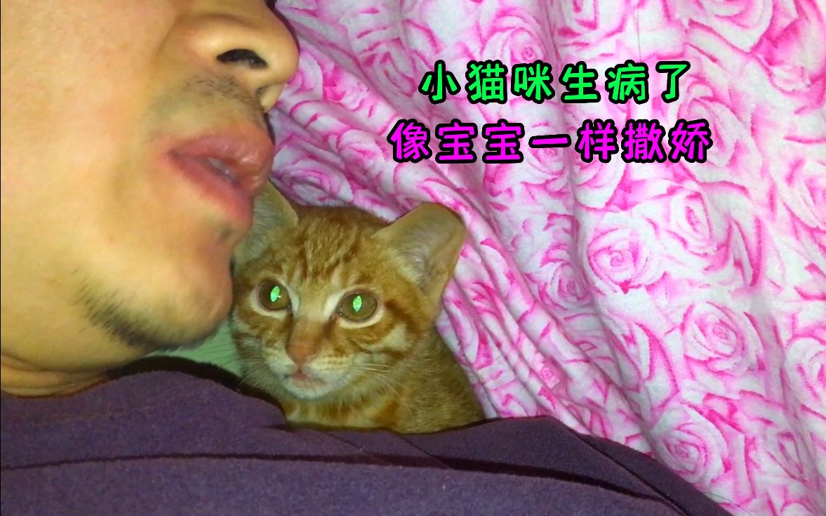 小猫咪细小痊愈了,浅谈一下猫狗生病问题!哔哩哔哩bilibili