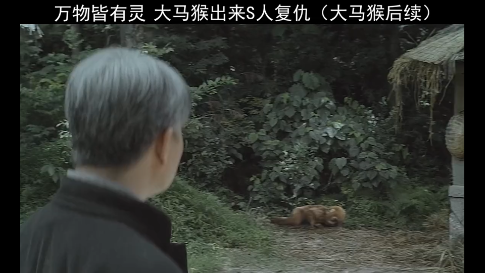 大马猴完整版:大马猴原来是为了给主人复chou!哔哩哔哩bilibili