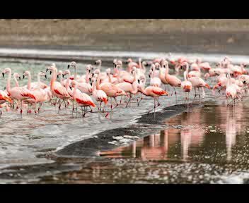 【科学美国人60s】200507 Flamingos Can Be Picky About Company (无字)哔哩哔哩bilibili