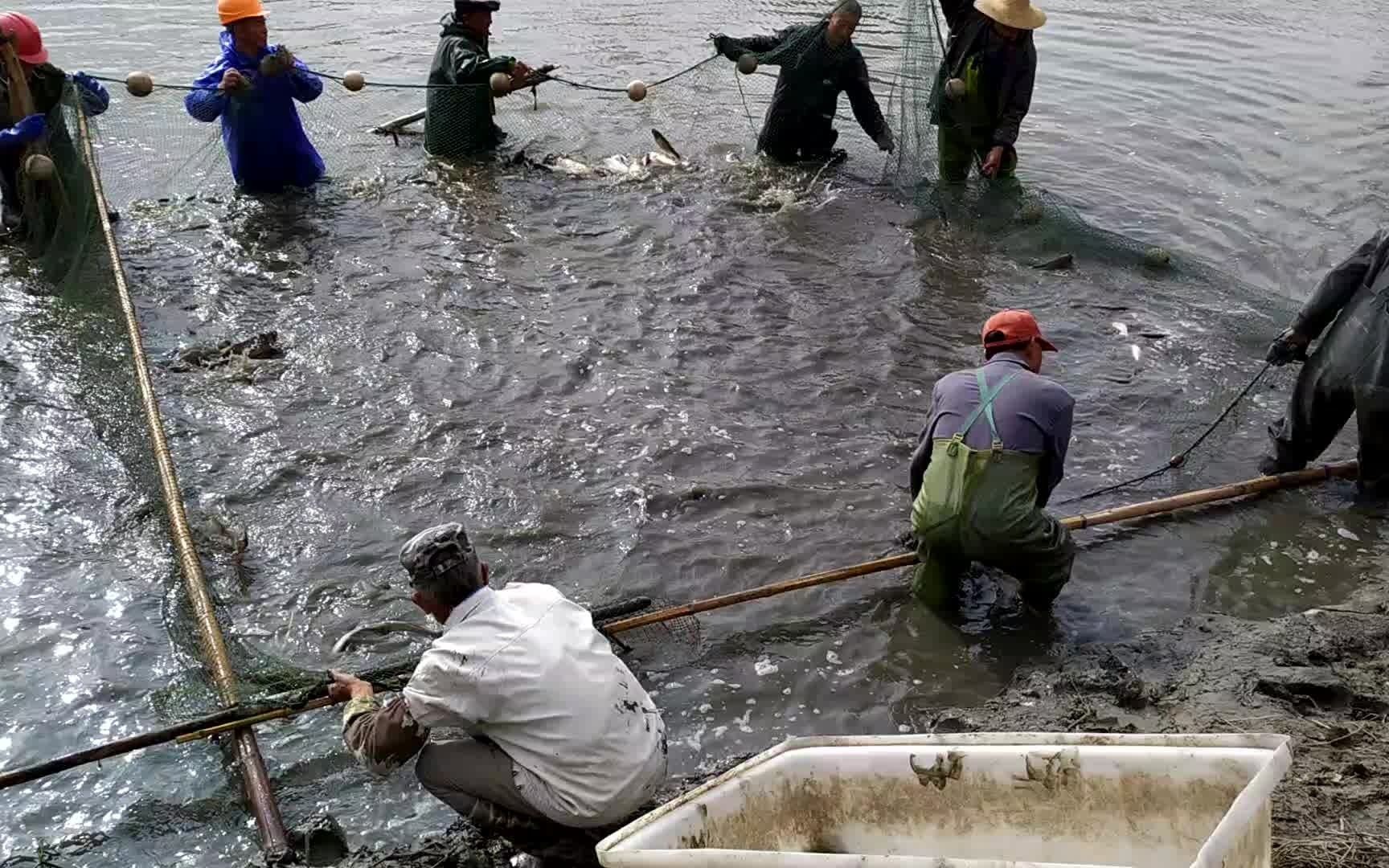 如东洋口村民在鱼塘里捕鱼.你听得懂他们说的如东方言吗?哔哩哔哩bilibili