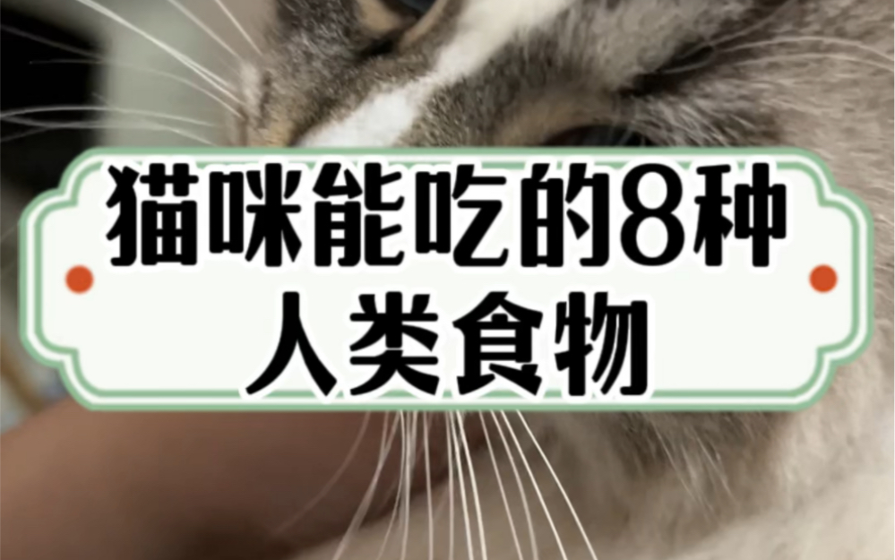 猫咪能吃的8种人类食物哔哩哔哩bilibili