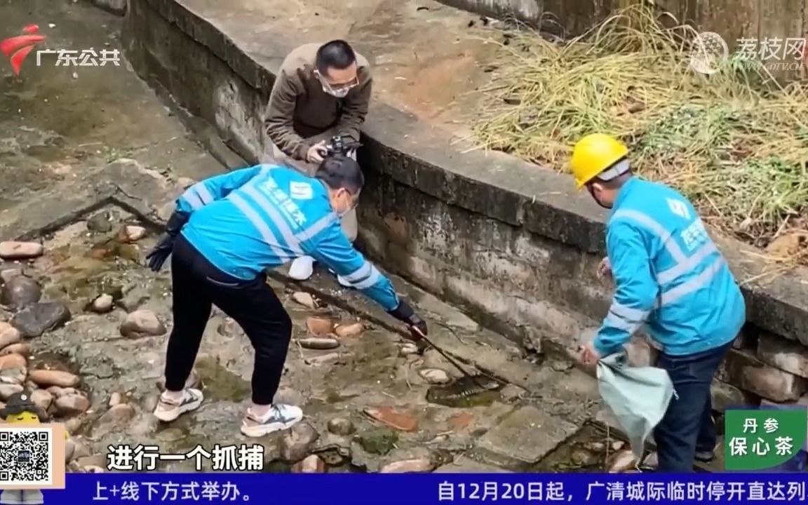 【粤语新闻】深圳龙华:河道中现鳄鱼 专家提醒市民切勿乱放生哔哩哔哩bilibili