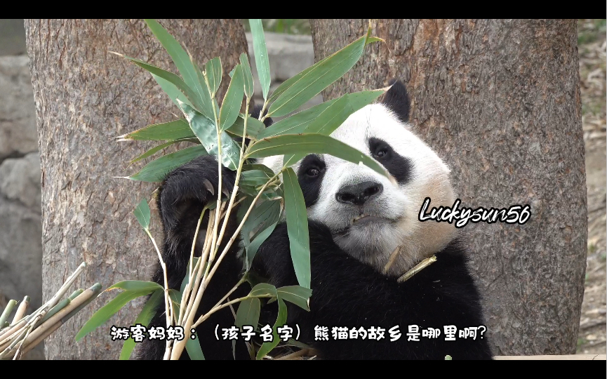 [图]日常听到韩国家长给孩子说熊猫来自中国～