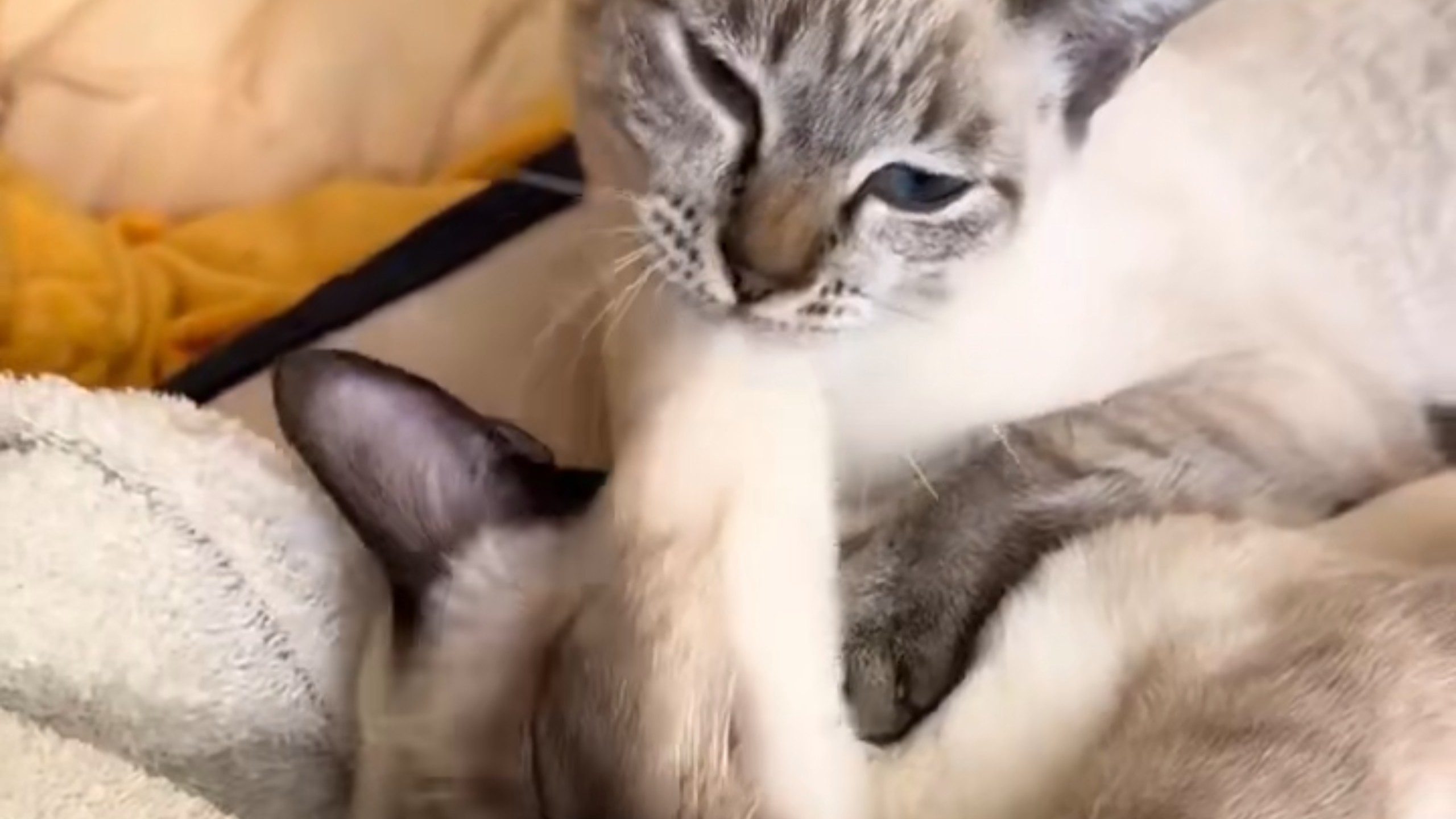 小猫也会觉得其他猫猫的脸像麻薯一样QQ弹弹