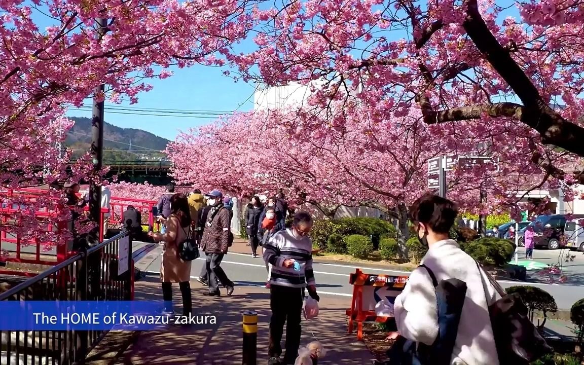 2021日本河津樱花盛开,美景欣赏哔哩哔哩bilibili