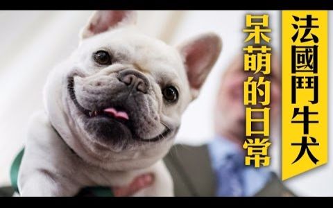 【一条精选】法国斗牛犬呆萌集锦,卡哇伊~哔哩哔哩bilibili