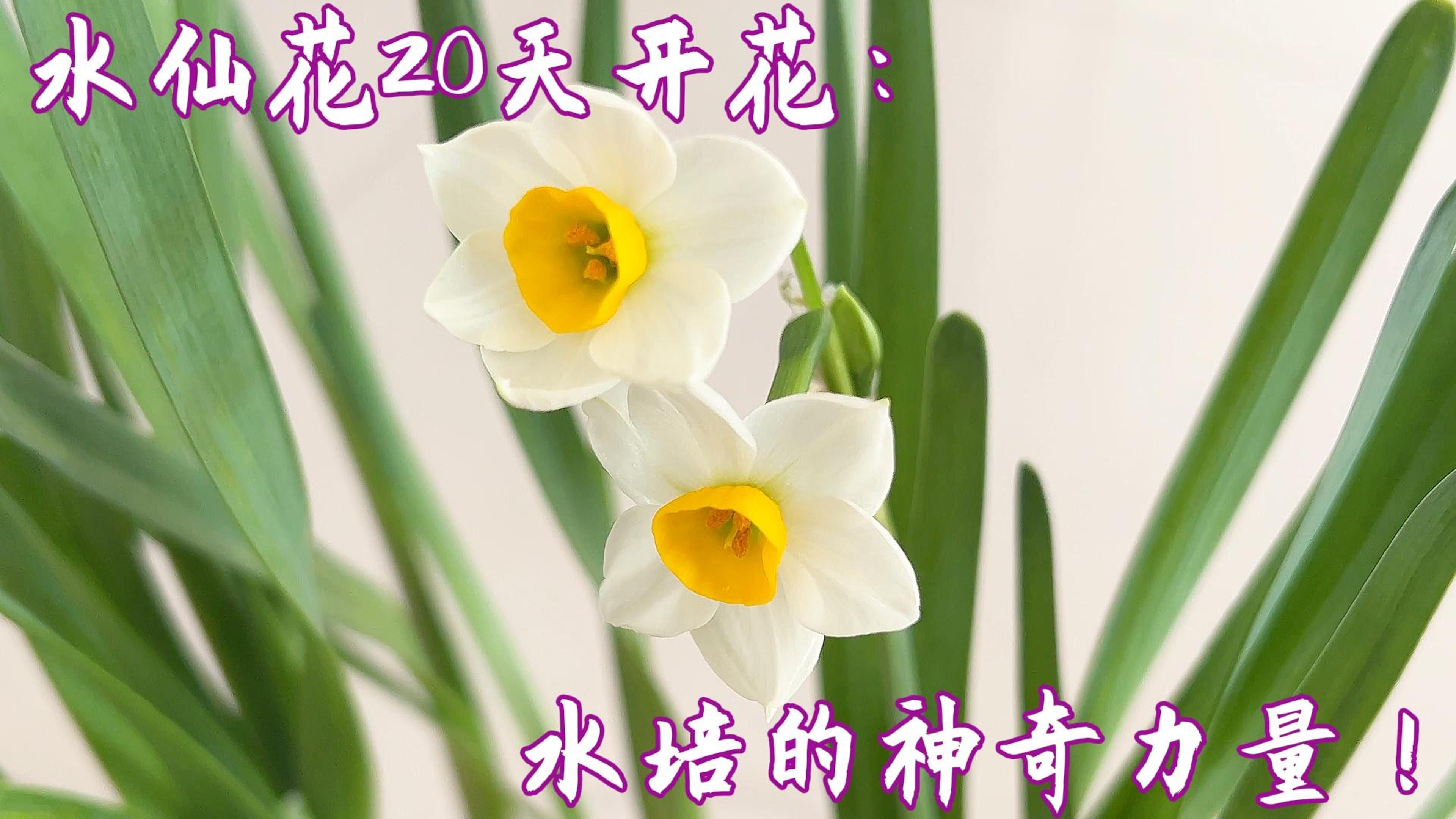 水仙花20天开花:水培的神奇力量!哔哩哔哩bilibili