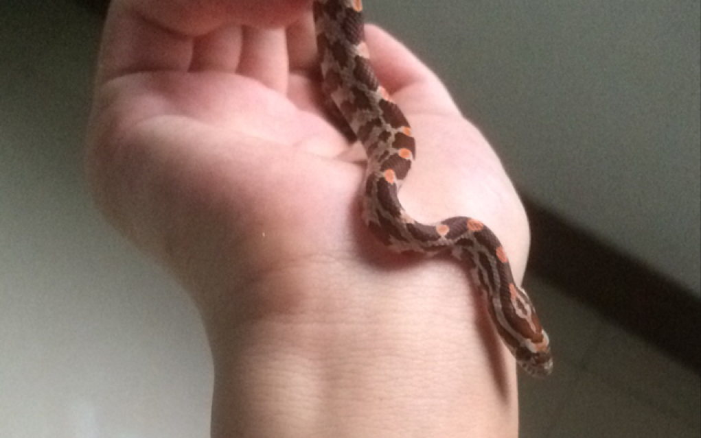 原色玉米蛇开箱