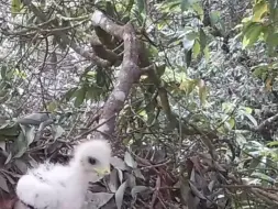 Tải video: 蜂鹰，鹰爸爸放下食物，2只小鹰争夺食物