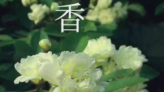 [图]中药知识之中草药木香