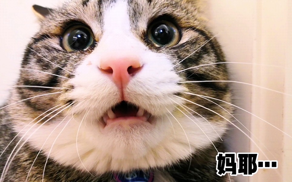 狗:莫慌,小场面,小场面…哈哈哈