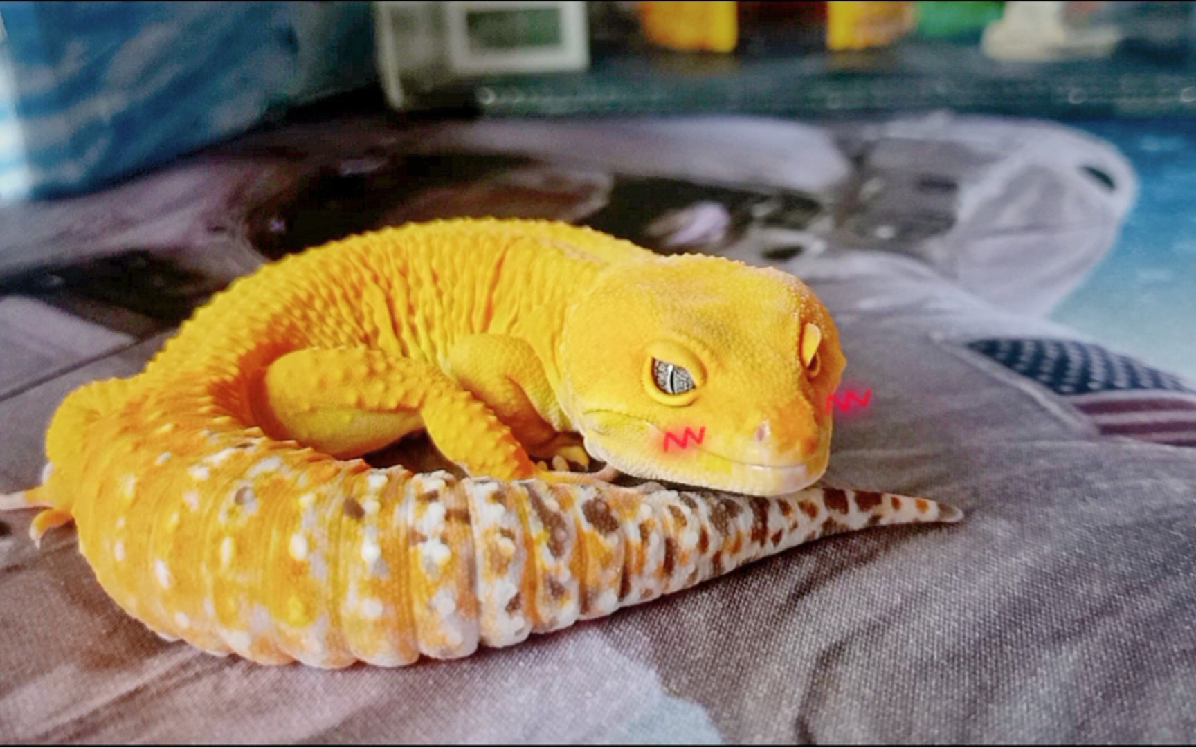 活动作品尾巴肥肥的小小龙豹纹守宫