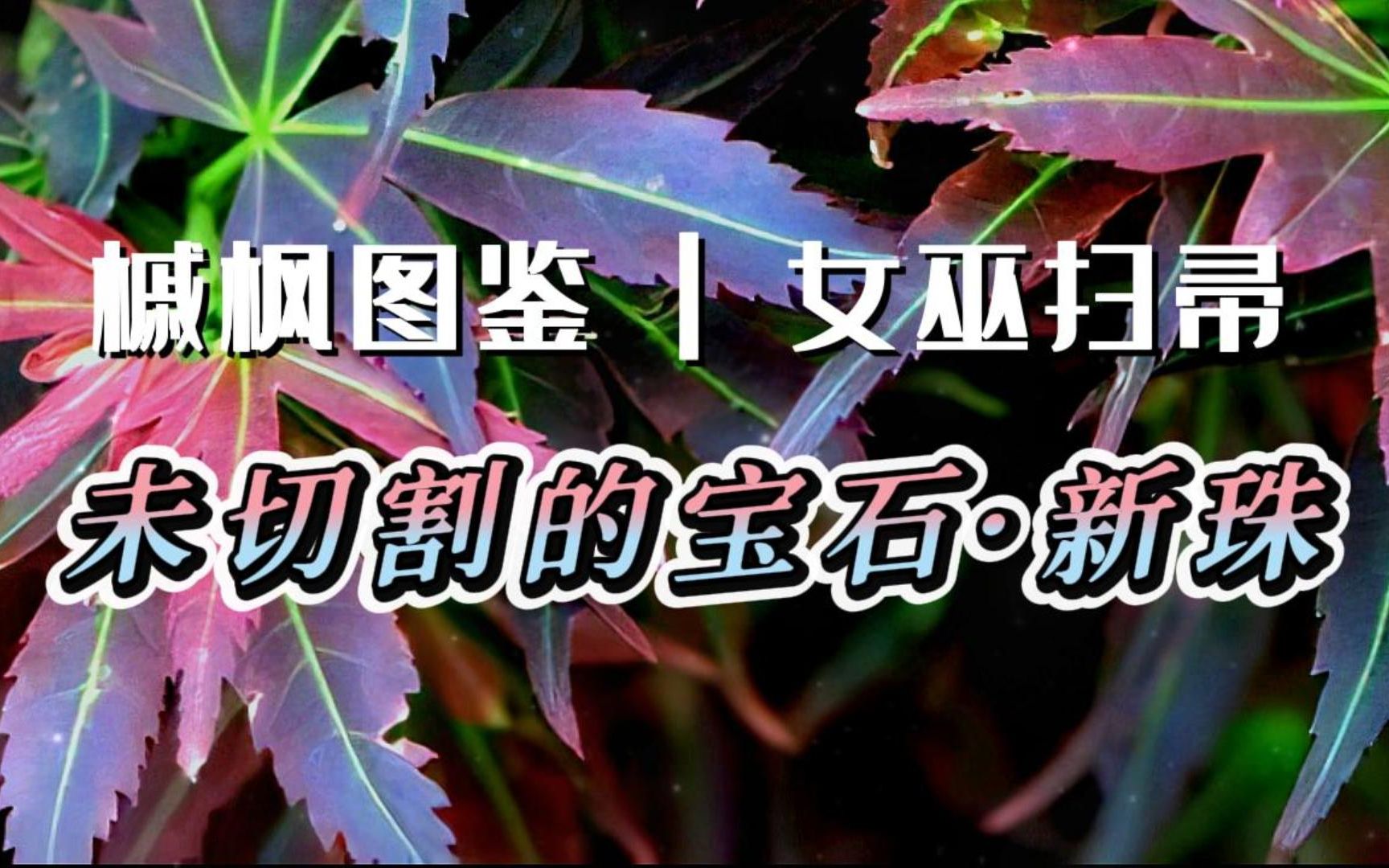 枫树图鉴 | 第33期 丛枝(女巫扫帚) 未切割的宝石 幽绿的中脉“ 新珠” |里皮搬运哔哩哔哩bilibili