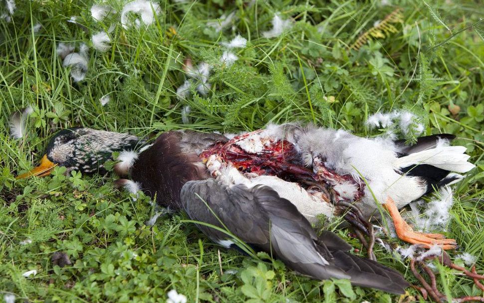 鸭子突然死亡,摄影师把镜头放慢6倍,才看清发生了什么