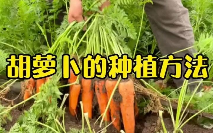 胡萝卜种植方法哔哩哔哩bilibili