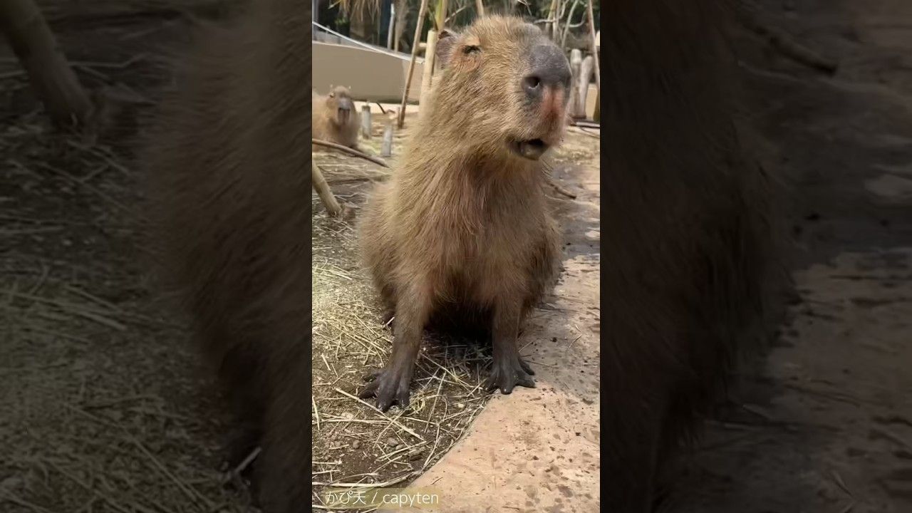 水豚 - 咀嚼进行曲