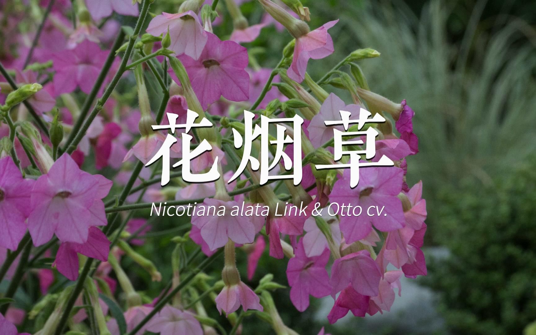 风中的花烟草 从春开开开开到秋(Nicotiana alata Link & Otto cv.)哔哩哔哩bilibili