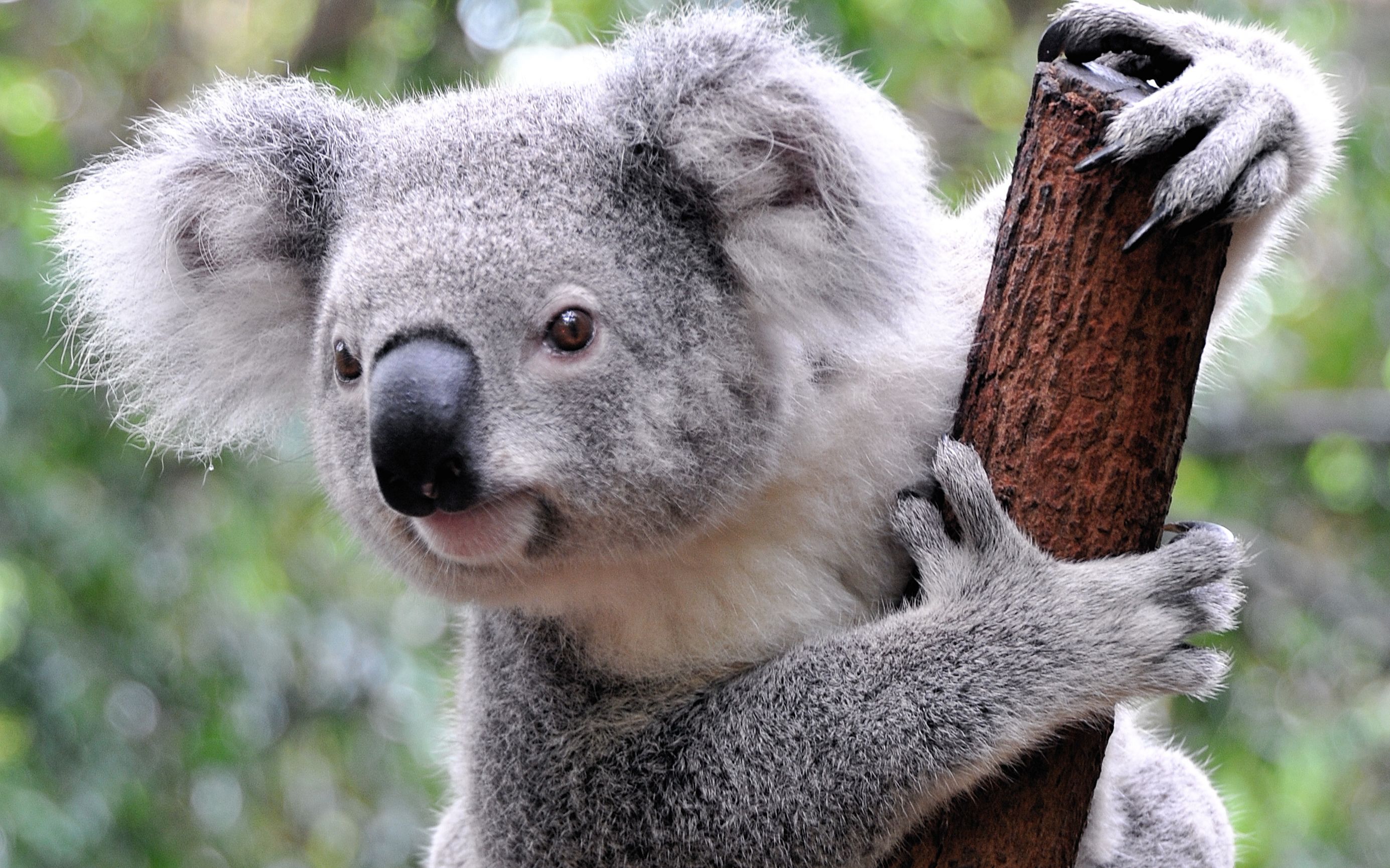 正在咀嚼的考拉