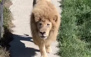 Скачать видео: 【泰加】魄魄走猫步，可爱坏了