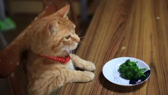 爱吃西兰花 花椰菜 的可爱小猫牛奶君 哔哩哔哩 Bilibili 爱吃西兰花 花椰菜 的可爱小猫牛奶君 哔哩哔哩 Bilibili