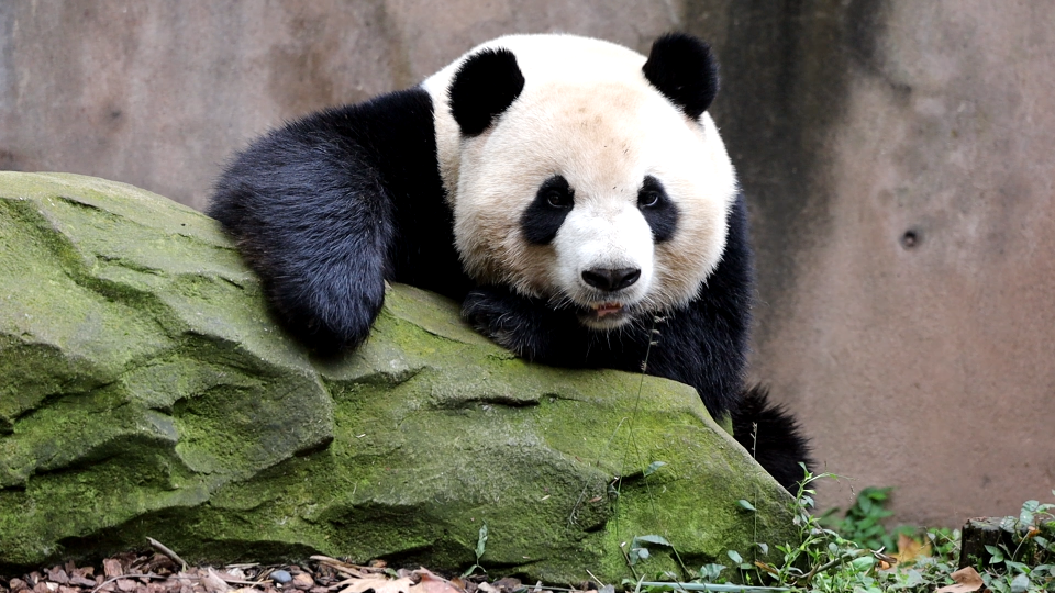 大熊猫妮可图片